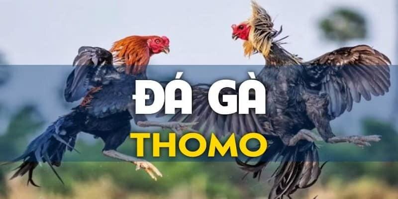 Đá gà Thomo C1